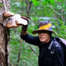 특허로 만나는 우리 약초 이미지