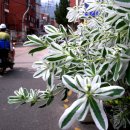 자연-꽃 이미지