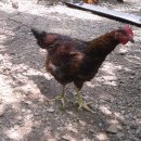 신천농장 이미지