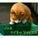 3/13 서귀포 우리동네 길고양이와의 만남(정모공지) 이미지