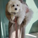 똥강아지 반려견 미용실·호텔 이미지