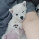 60계치킨경기연천전곡점 이미지