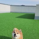 큰댕댕 개치원 이미지