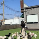 아띠멍멍 이미지