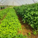 백여농장 이미지