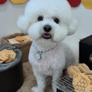 윌리하니 그루밍 | 아산에서 만난 우리 냥이의 힐링 스팟, 위드뚜뚜!