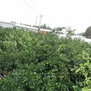 상예동-1 이미지