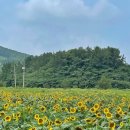 해바라기영암