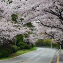 달맞이길 Daum카페