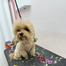 부천애견미용 멍미살롱 이미지