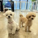 펫밀리쌀롱 이미지