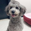 멍멍이 이발소 이미지