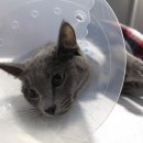 길동물병원 이미지