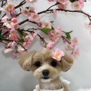 츄블리 펫 살롱 이미지