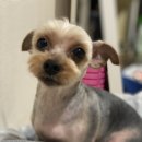 까까보개 이미지