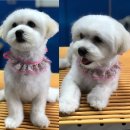 럭셔리애견샵