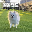 왈왈애견 | 부산애견카페 왈왈랜드 새벽까지 하는 연산동 애견 놀이터