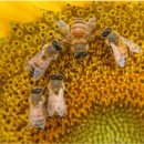 꿀벌박사 이미지