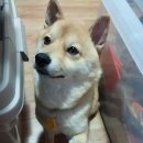 코타츠