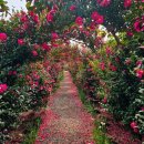 제주촌캉스 이미지