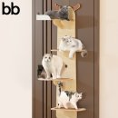 베베캣 고양이 이미지