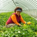 김미자농장 이미지