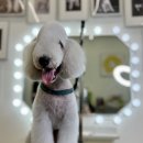 댄디하개 이미지