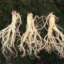 인삼엑스포주차장 이미지