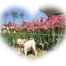 멍멍야옹 이미지