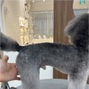 우아댕댕 네이버블로그
