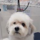 정말귀엽개 이미지