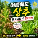 추대농장 | 상추 꽃대 올라왔다면 끝? 여름에도 잘 자라는 상추 종류와 로메인 상추 심은 후기