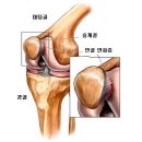 척추디스크.관절 전문 서울나은병원입니다.(건강칼럼/슬개골 연골 연화증) 이미지