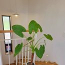 네이처러스 판포나일 이미지