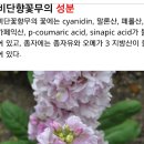 비단향꽃무 이미지