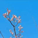 파인힐애견펜션 | [강릉] 동화속 할아버지의 산장같은 숲속 강원도 애견동반 가족 펜션 &lt;파인힐펜션&gt; 파티룸 후기