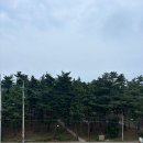 보보커피 | 강릉 강문해변카페 애견동반 가능 허씨커피 후기