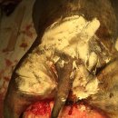 피닉스동물병원 이미지