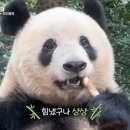 샹샹