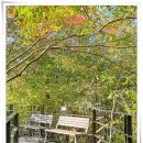 [2025년 11월 2일(일) 11시] 광릉수목원 숲길 단풍보러 갑니다 이미지