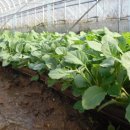 성하농장 이미지