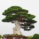 아름다운 꿈 이미지