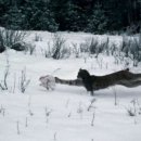 토끼사냥 이미지