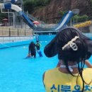 닭캉스 이미지