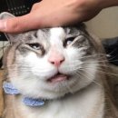 나만고양이없어 이미지