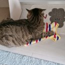 딩글딩글고양이 이미지