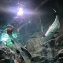 가-40 | 설 연휴에 수족관 말고 아쿠아리움 처음 가본 40대의 간단후기!(롯데월드 아쿠아리움)