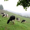 라파농장 이미지