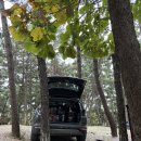 B12-1 | [선재도] 트리 캠핑장/ B12 데크 1박 후기🌲⛺️