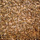 대박양봉 이미지